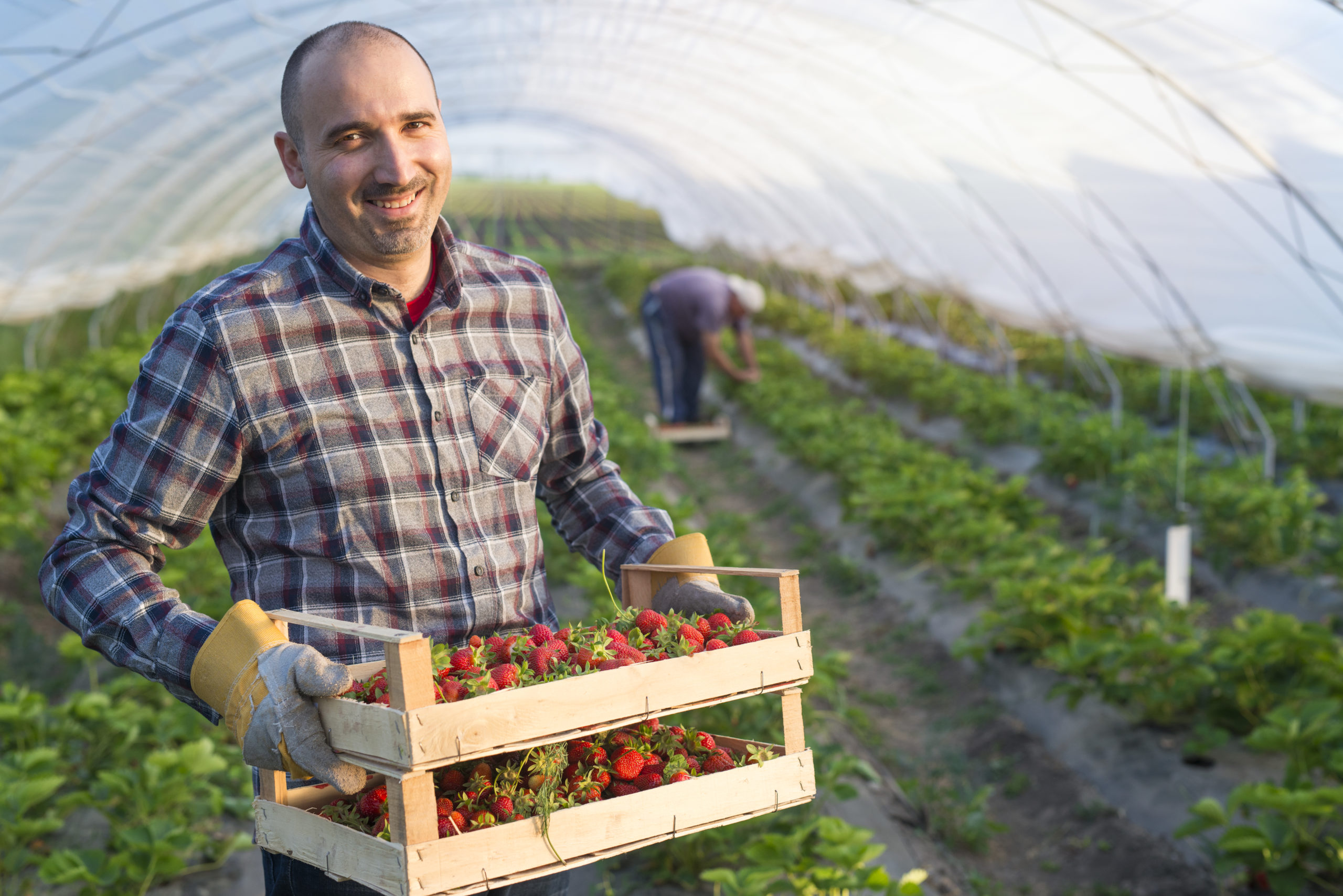 jean-france-agriculteur-agri-osmoz-fraises.jpg